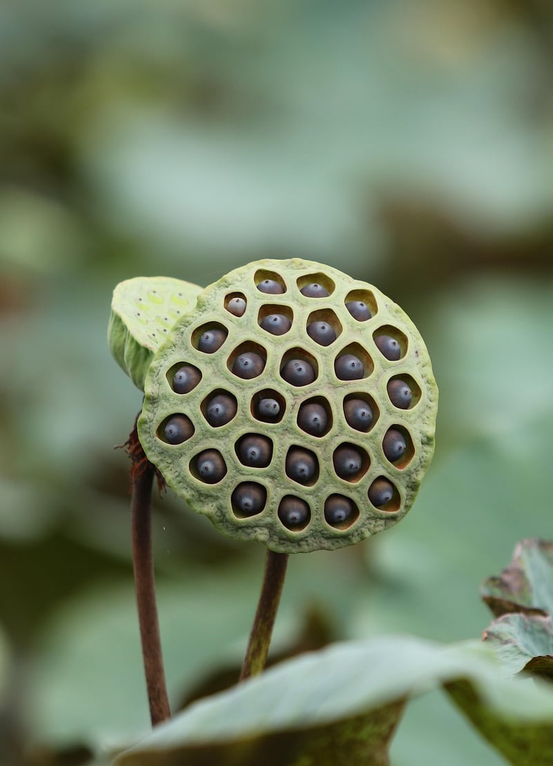 Quantum Pods